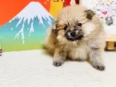 ポメラニアン【岐阜県・女の子・2025年2月10日・オレンジ】の写真7