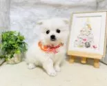 ミックス(チワワ×日本スピッツ)【岐阜県・男の子・2025年3月7日・ホワイト】の写真8