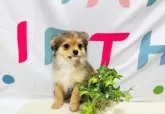 ミックス(チワワ×パピヨン)【岐阜県・女の子・2025年4月1日・フォーン&ホワイト】の写真9
