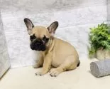 フレンチブルドッグ【岐阜県・女の子・2025年6月18日・フォーン】の写真9