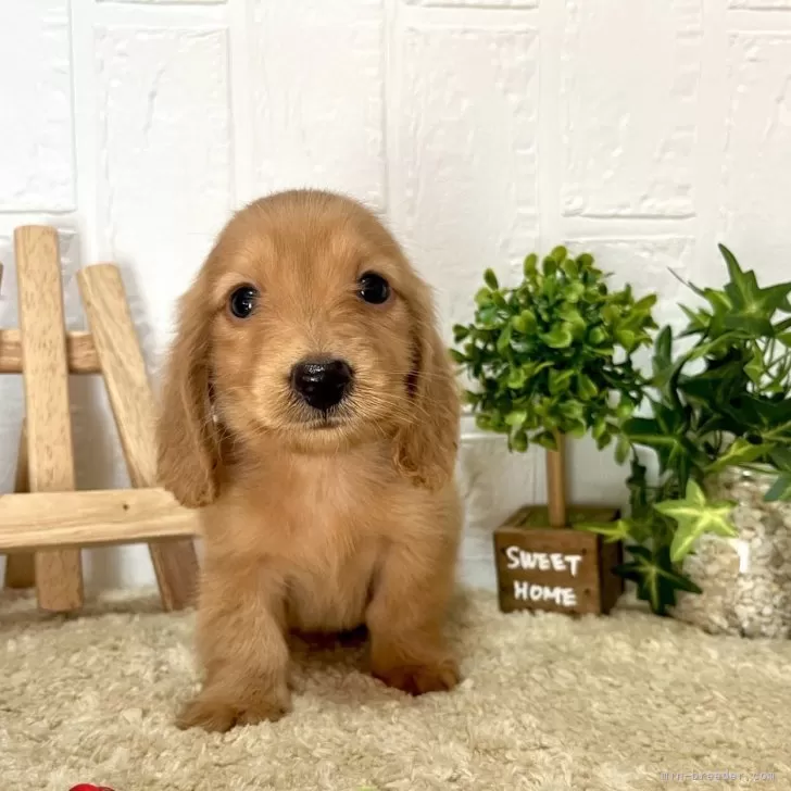 ID:2403-02519の子犬