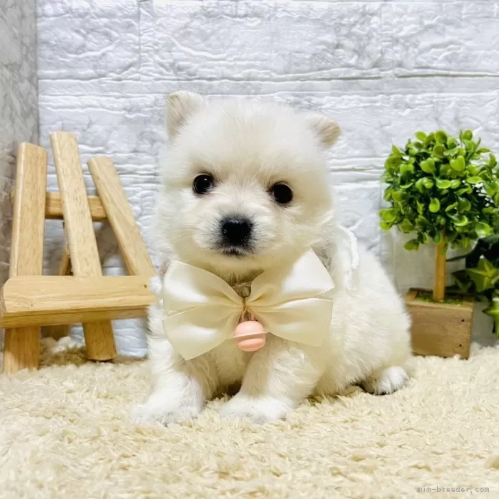ID:2407-01058の子犬