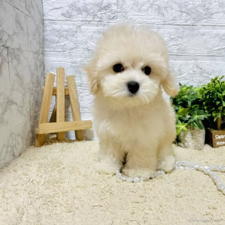 ID:2407-06478の子犬