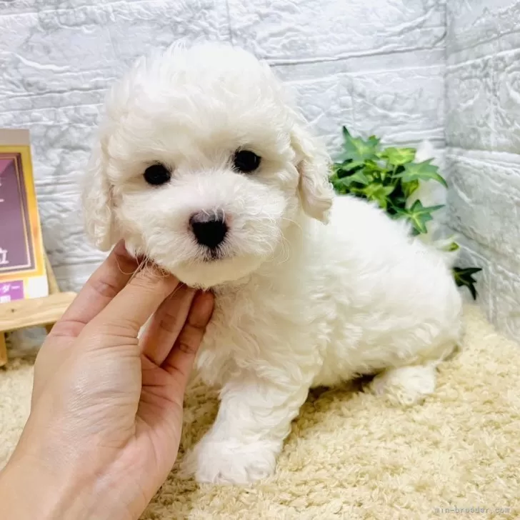 ID：2406-01205の子犬