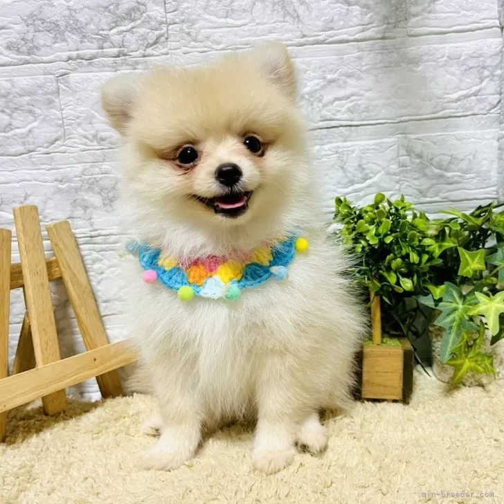 ID:2406-04606の子犬