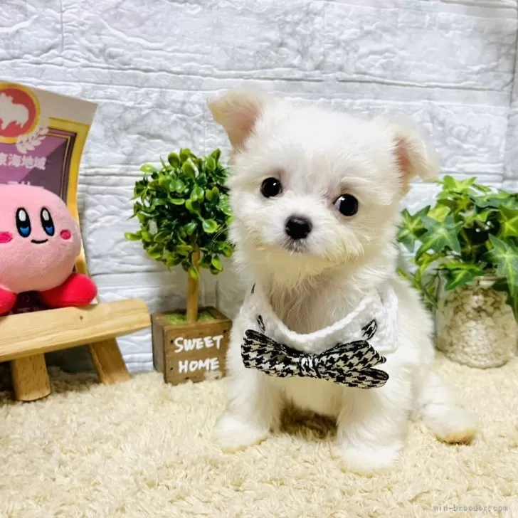 ID:2405-05566の子犬