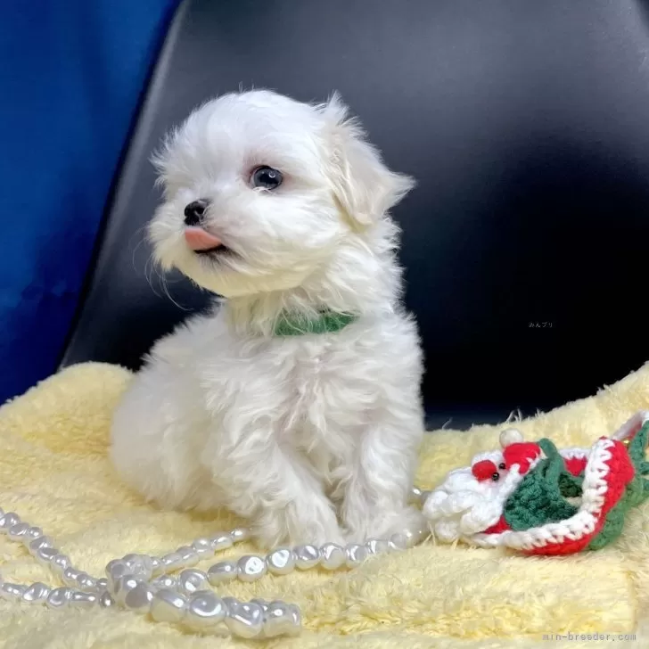 ID:2401-00605の子犬