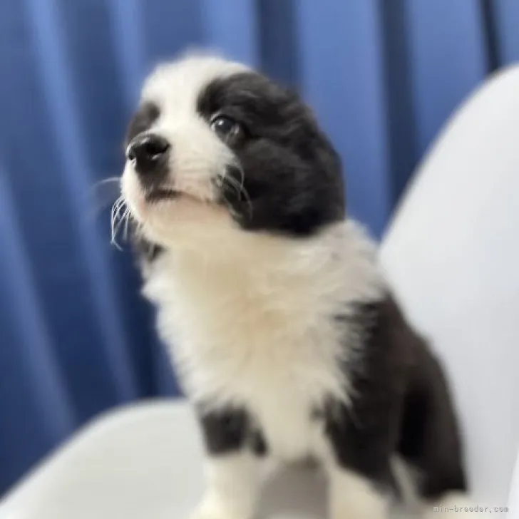 ID:2306-05362の子犬