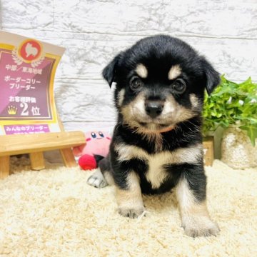 豆チワワ(チワワ×豆柴)【岐阜県・女の子・2024年5月18日・黒】の写真「オンラインでのお見学は大歓迎です♪」