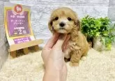 マルプー(マルチーズ×トイプードル)【岐阜県・男の子・2024年3月20日・アプリコット】の写真3