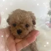 タイニープードル【愛媛県・女の子・2025年1月29日・アプリコット】の写真1