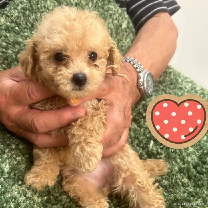 ID:2408-01696の子犬