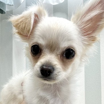 チワワ(ロング)【神奈川県・男の子・2022年7月30日・クリーム】の写真「タレ目の優しい男の子」