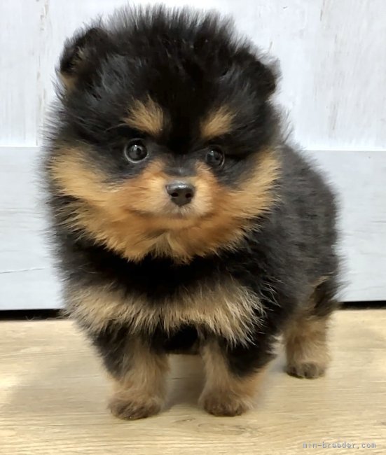 小川　正明(おがわ　まさあき)ブリーダー(神奈川県・チワワ(ロング)など・JKC登録)の紹介写真4