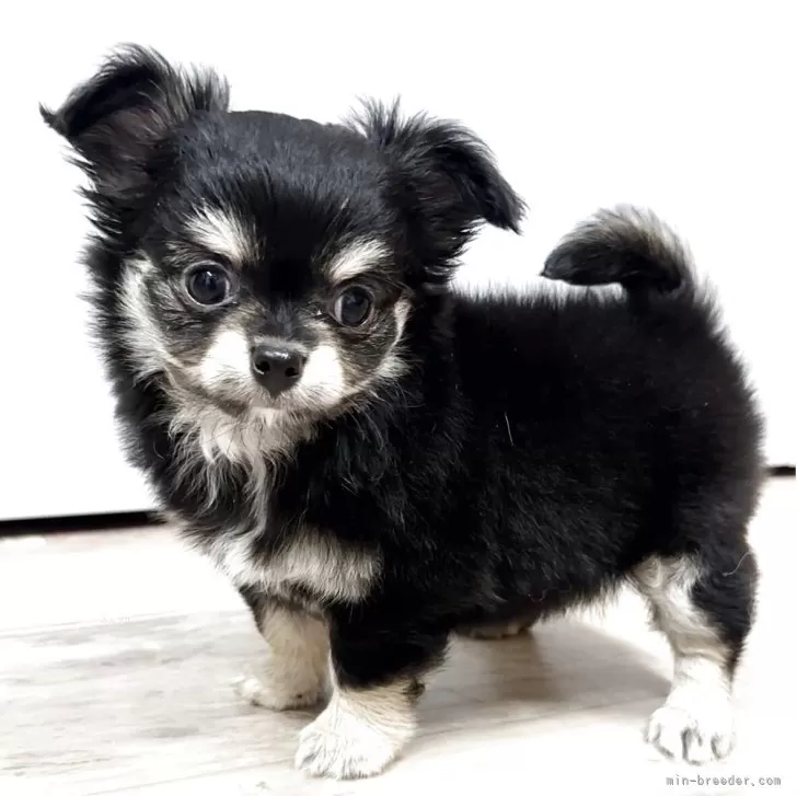 N.S 様のお迎えした子犬