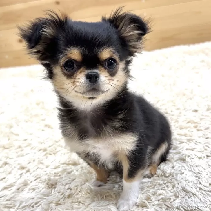 ID:2412-02783の子犬
