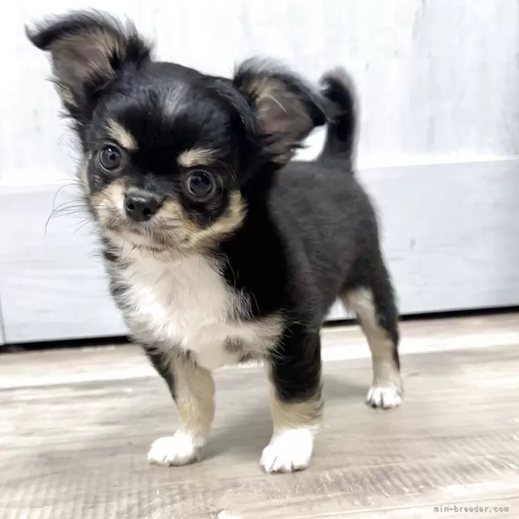 ID:2508-01102の子犬