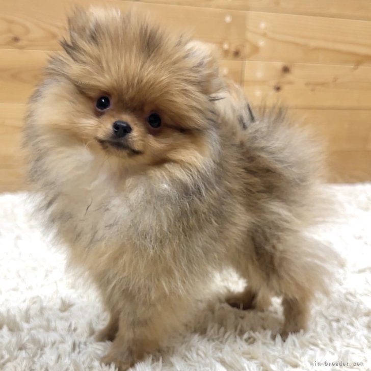 ブリーダー画像