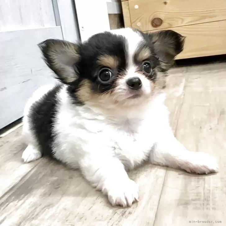 ID：2507-09424の子犬