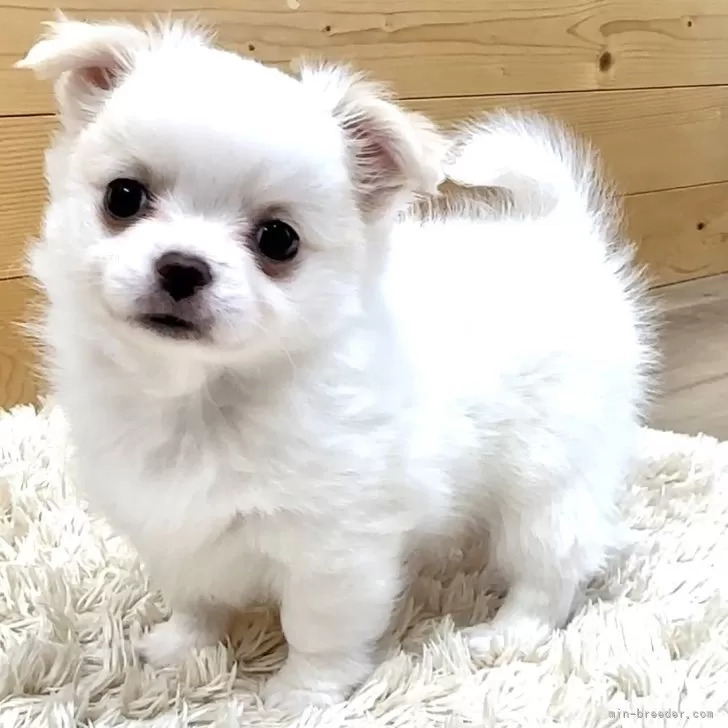 ミキプリ 様のお迎えした子犬