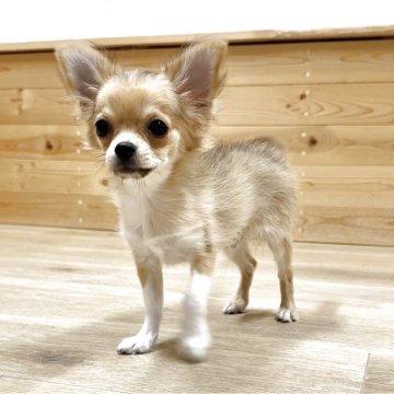 フォーン系のチワワ(ロング)の子犬を探す｜ブリーダー直販の子犬