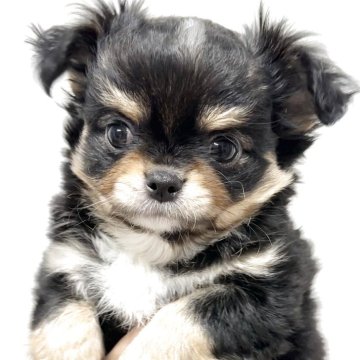 チワワ(ロング)【神奈川県・男の子・2025年2月6日・ブラックタンホワイト】の写真「美男子！」