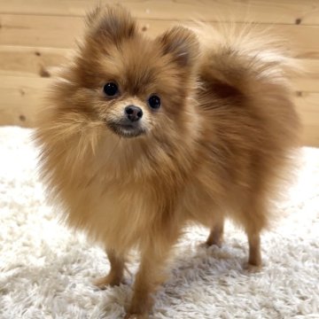 ポメラニアン【神奈川県・男の子・2024年3月24日・オレンジ】の写真「イケワンな男の子‪ꔛ‬♡‪」