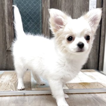 チワワ(ロング)【神奈川県・男の子・2025年1月1日・ホワイト&クリーム】の写真「毛色が可愛い男の子」