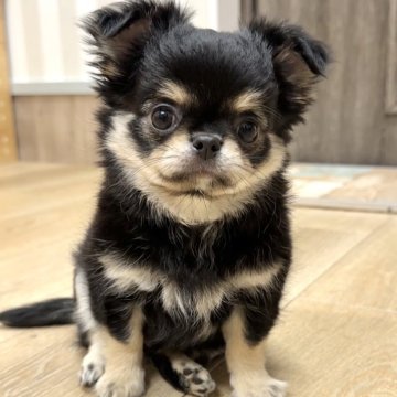 チワワ(ロング)【神奈川県・男の子・2025年8月13日・ブラックタンホワイト】の写真「優しい顔の男の子」