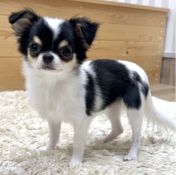 チワワ(ロング)【神奈川県・女の子・2025年6月13日・ホワイト&ブラックタ ン】の写真「可愛い女の子」