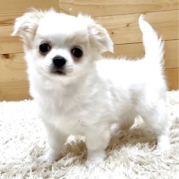 チワワ(ロング)【神奈川県・男の子・2025年1月1日・ホワイト&クリーム】の写真「可愛らしい男の子」