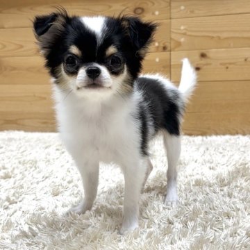 チワワ(ロング)【神奈川県・女の子・2025年6月13日・ホワイト&ブラックタ ン】の写真「可愛い女の子」