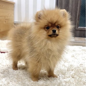 ポメラニアン【神奈川県・女の子・2025年8月3日・オレンジ】の写真「とっても可愛い女の子❤️」