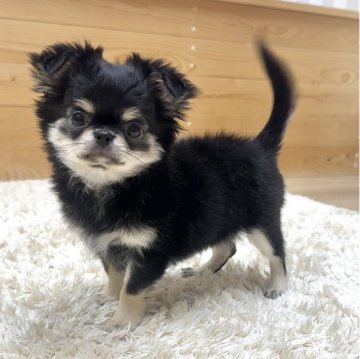 チワワ(ロング)【神奈川県・男の子・2025年8月13日・ブラックタンホワイト】の写真「優しい顔の男の子」