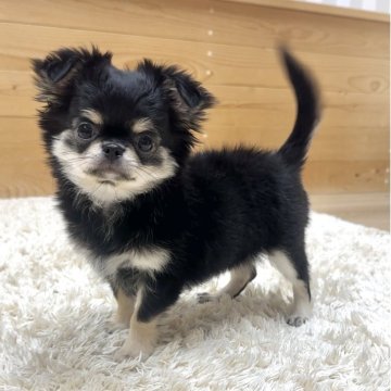 チワワ(ロング)【神奈川県・男の子・2025年8月13日・ブラックタンホワイト】の写真「優しい顔の男の子」