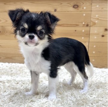 チワワ(ロング)【神奈川県・女の子・2025年6月14日・ブラックタンホワイト】の写真「愛らしい女の子」