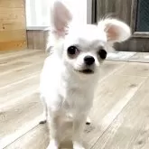 チワワ(ロング)