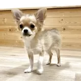 チワワ(ロング)
