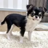 チワワ(ロング)