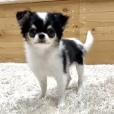 チワワ(ロング)