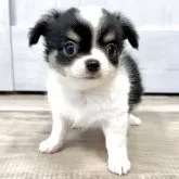 チワワ(ロング)