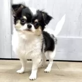チワワ(ロング)