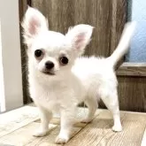 チワワ(ロング)