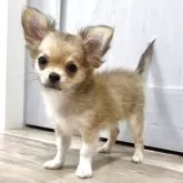 チワワ(ロング)