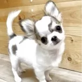 チワワ(ロング)