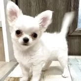 チワワ(ロング)