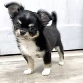 チワワ(ロング)