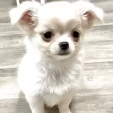 チワワ(ロング)