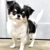 チワワ(ロング)