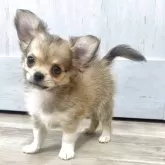 チワワ(ロング)